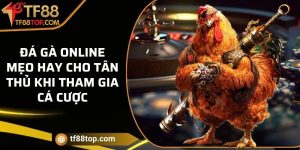 Đá gà online - Mẹo hay cho tân thủ khi tham gia cá cược