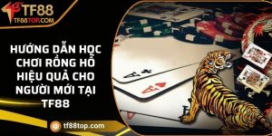 Hướng dẫn học chơi Rồng Hổ hiệu quả cho người mới tại TF88