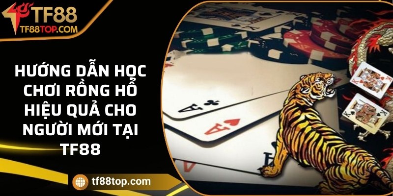 Hướng dẫn học chơi Rồng Hổ hiệu quả cho người mới tại TF88